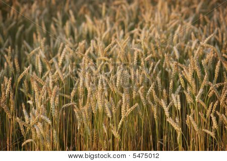 Wheat