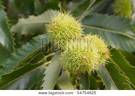 Sweet Chestnut Fruit