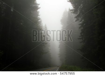 Redwood Highway in Foggy Mist