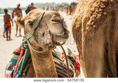 Camel