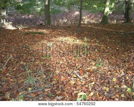 Autumn leaves