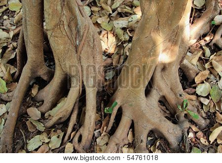 The Roots Of A Banyan Tree