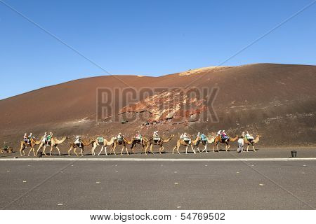 Tourists Ride On Camels Being Guided By Local People