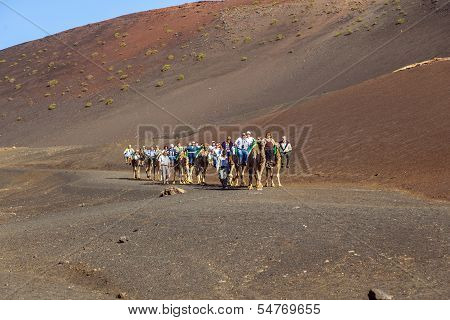 Tourists Ride On Camels Being Guided By Local People