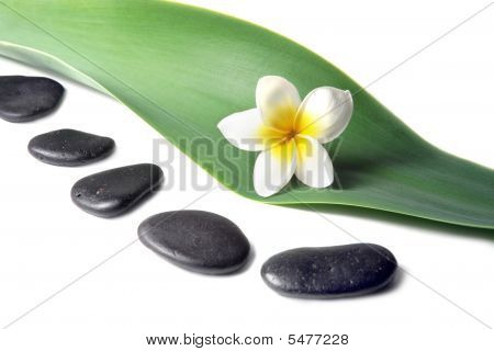 Lava sten med Frangipani (plumeria) blomst på The blade