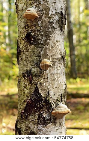 Fomes Fomentarius Mushrooms