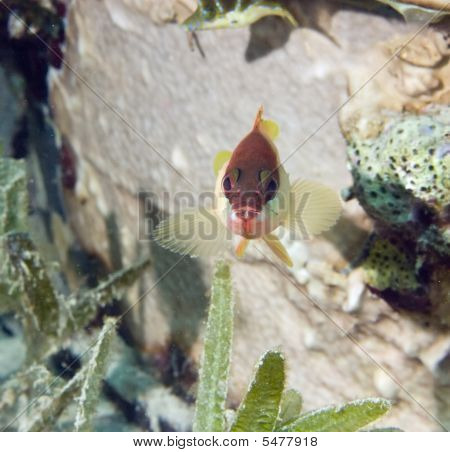 Blacktip Garoupa