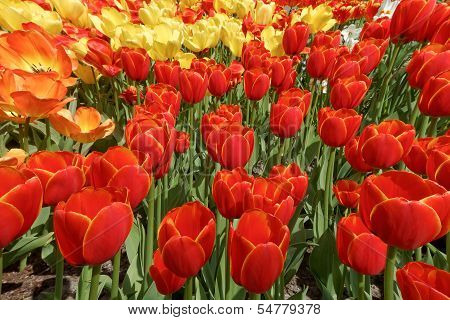 Background With Red, Yellow And Orange Tulips, A Photo From The Top, Vertical.