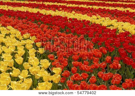 Field Of Colorful Tulips. Stripes Of Red, Orange And Yellow Flowers.