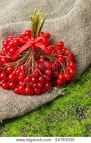 Red berries of viburnum on green grass background