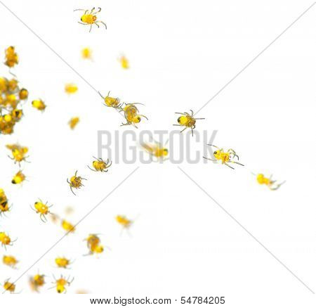 Spider isolated on the white 