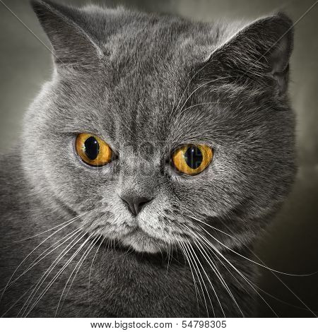 Scottish stright cat 