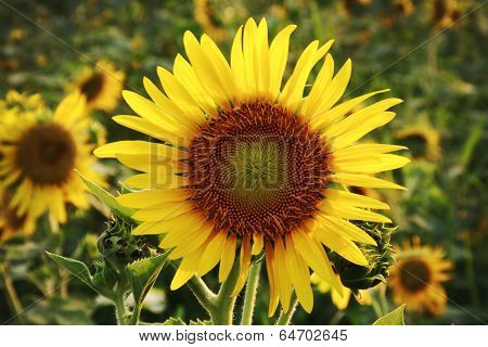 The Big Sunflower In Garden