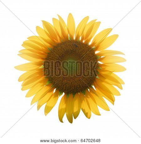Close Up Big Yellow Sunflower In Isolate Background