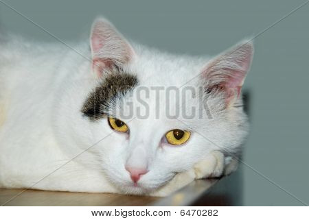 猫