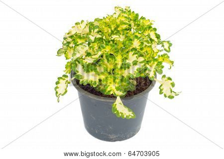 Coleus in a pot isolated on white background