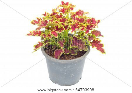 Coleus in pot isolated on white background