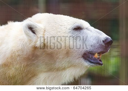 Close-up Of A Polarbear
