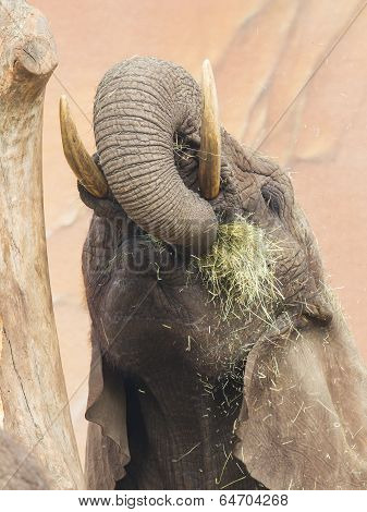 Elephant Eating Grass