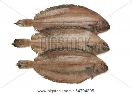 Fresh raw megrim fish on white background