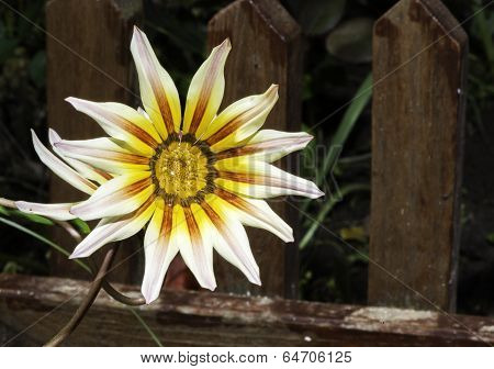 Red,white And Yellow Flower