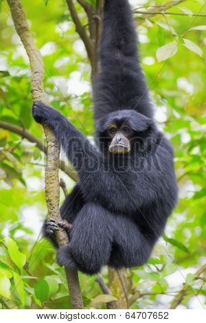 Siamang Gibbon