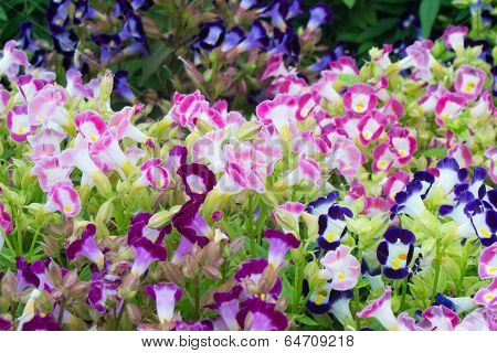 Torenia flowers