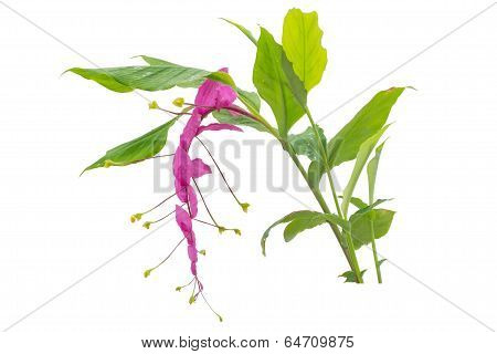 globba winiti ginger isolated on white background
