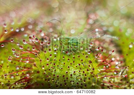Green-fly Prey