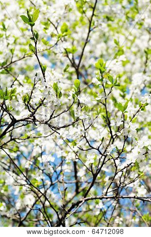 Sprig And White Blooming Cherry Tree Crown
