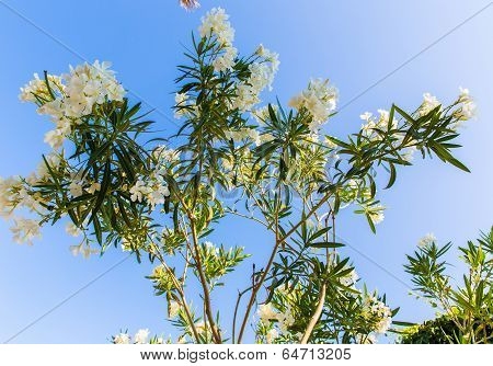 White Flower In Kavros Village, Crete, Greece
