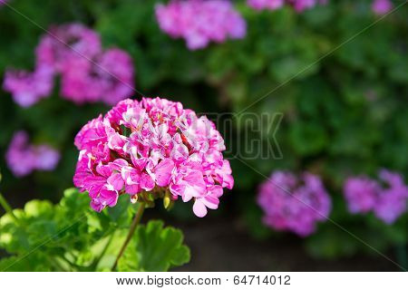 Pink Flowers In Kavros Village,crete,greece.