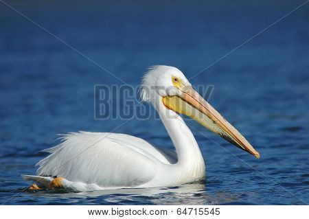 White Pelican (pelecanus Erythrorhynchos)