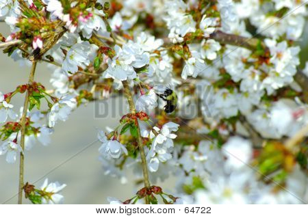 Fiori di primavera