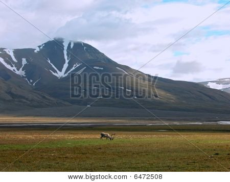 Montagne di Spitsbergen