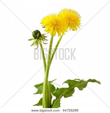 Dandelion