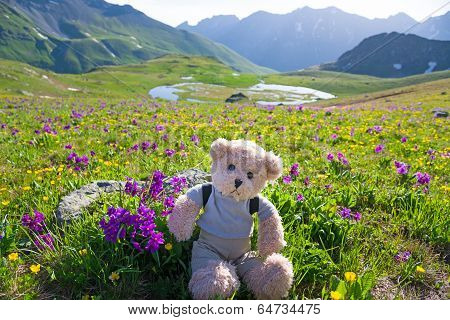 Teddy Bear Hiking