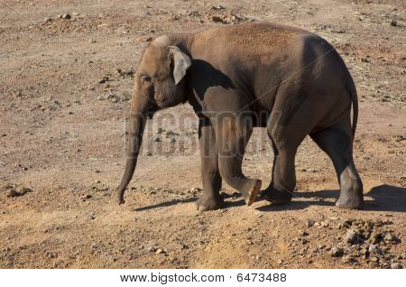 Elephant lopen