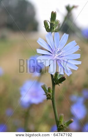 Single Chicory Flower