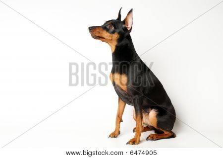 Miniatura Pinscher