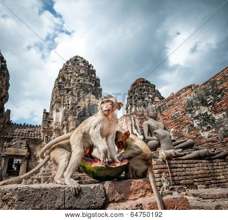 Lopburi Thailand. Monkey ( Crab-eating or Long-tailed macaque ) in Prang Sam Yot temple. Khmer ancient Buddhist pagoda ruins are famous thai tourist travel destination. 
