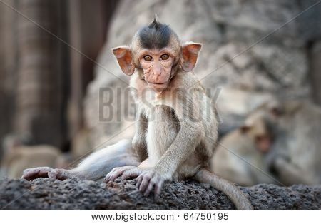 Lopburi Thailand. Monkey ( Crab-eating or Long-tailed macaque ) in Prang Sam Yot temple. Khmer ancient Buddhist pagoda ruins are famous thai tourist travel destination. 