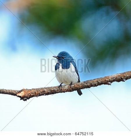 Male Ultramarine Flycatcher