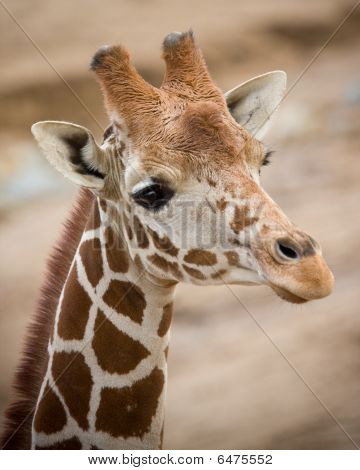 Giraffa