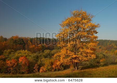Podzimní krajina s žlutým strom