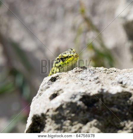 Lizard