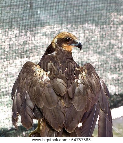 Eagle With A Broken Wing