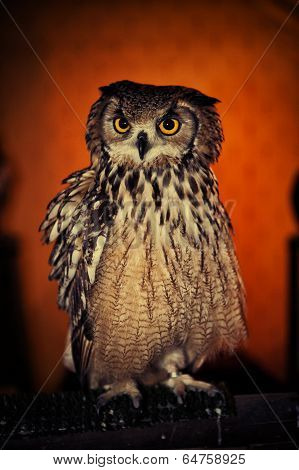 An Eurasian Eagle Owl (b. Bubo), One Of The Worlds Largest Owls, Looking Directly At The Camera