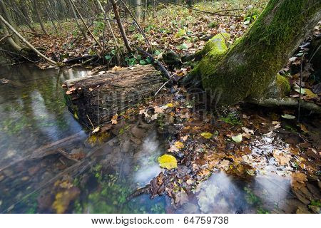 Creek in a marsh in the late autumn