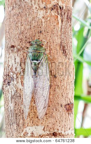 Cicada On Tree Close Up